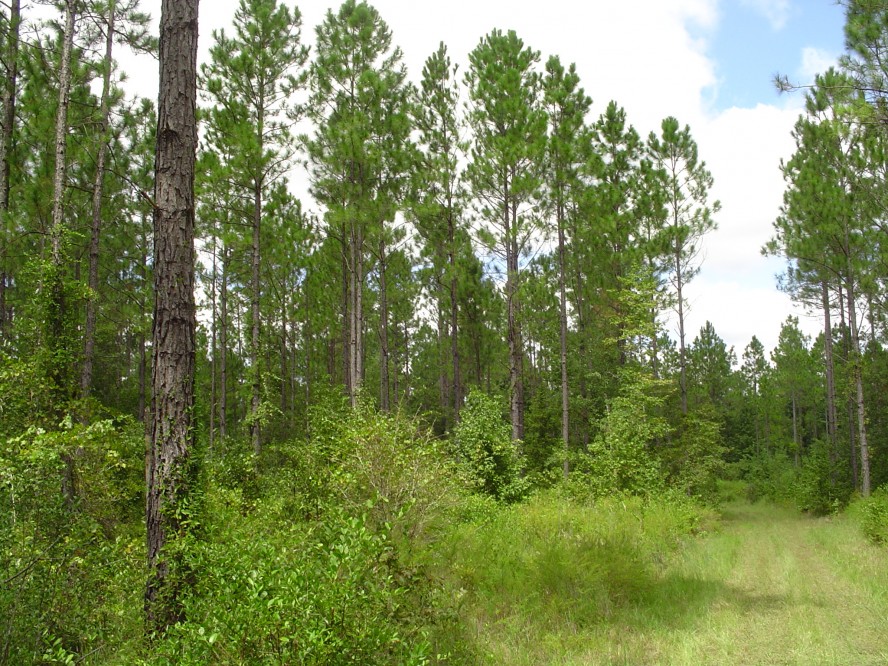 505 acres Farm for Sale Effingham County, GA Land And Farm