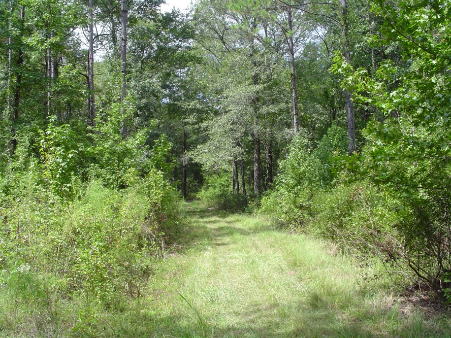 505 acres Farm for Sale Effingham County, GA Land And Farm