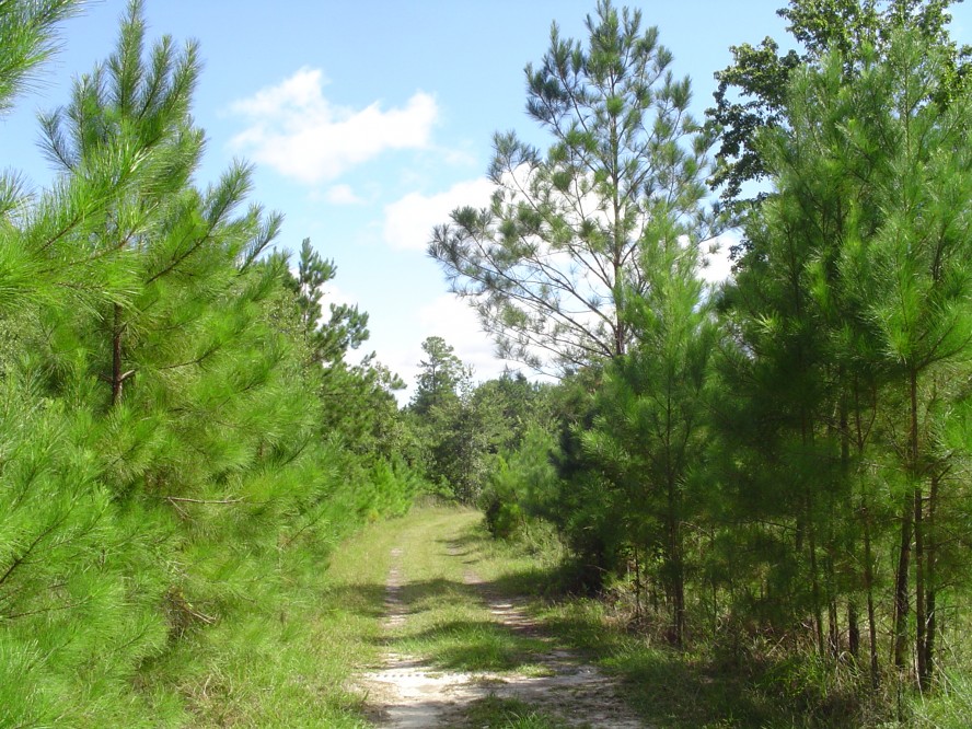 505 acres Farm for Sale Effingham County, GA Land And Farm