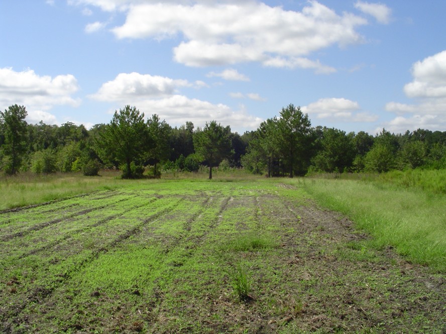 505 acres Farm for Sale Effingham County, GA Land And Farm